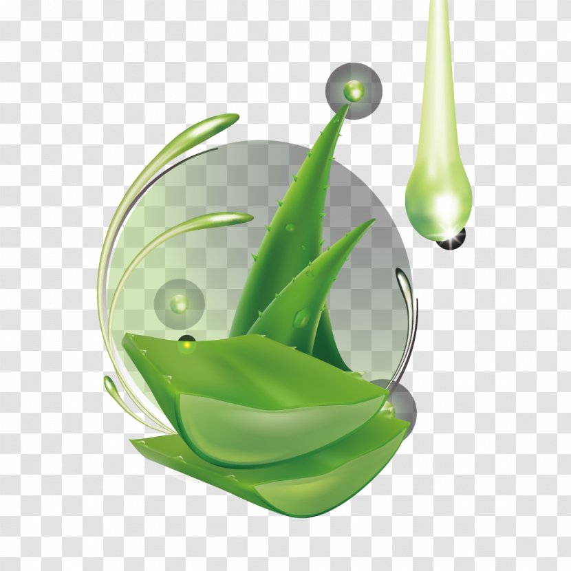 Aloe Vera Leaf Gel - And Water Droplets Transparent PNG