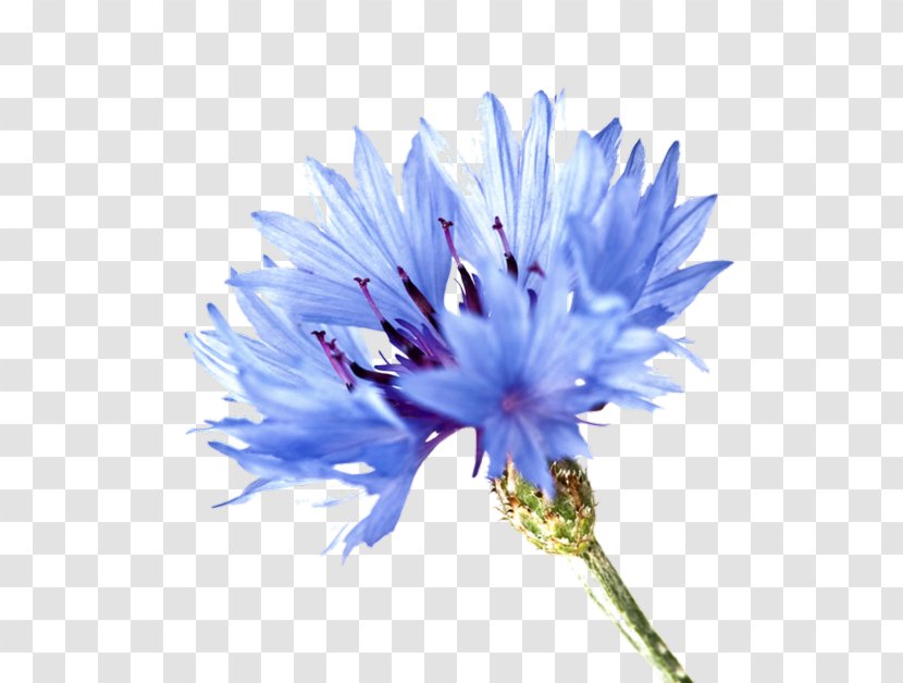 Blue Rose Cornflower Plant Symbolism - Flower Transparent PNG