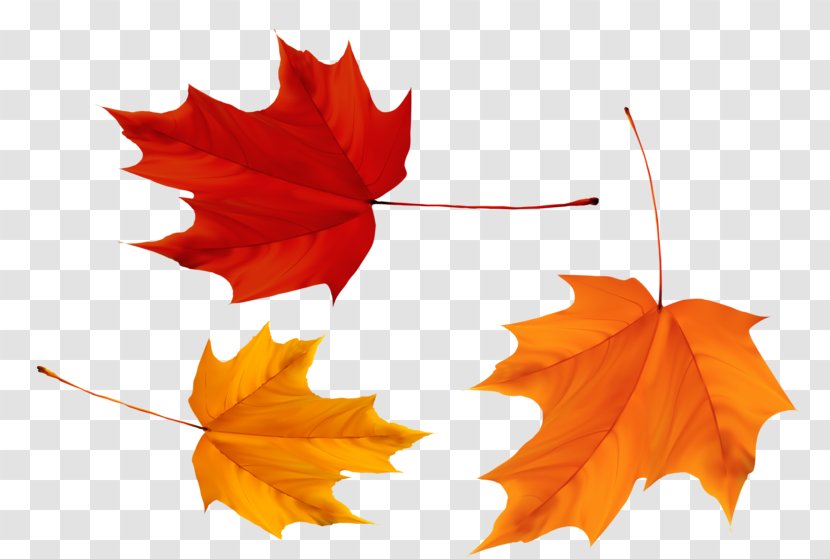 Maple Leaf Flag Of Canada - Flowering Plant Transparent PNG