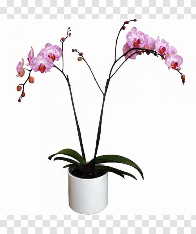Moth Orchids Cattleya Cut Flowers Artificial Flower - Gardening - Maceta Flores Transparent PNG