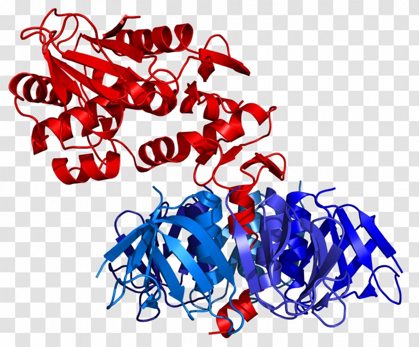 E. Coli Shiga Toxin Shiga-like Shigatoxigenic And Verotoxigenic Escherichia - Art - Bacteria Transparent PNG