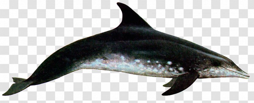 Common Bottlenose Dolphin Rough-toothed Short-beaked Tucuxi White-beaked - Species Transparent PNG