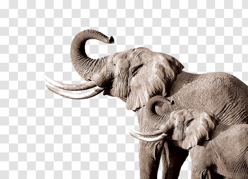 African Elephant Indian Drawing - Wildlife Transparent PNG
