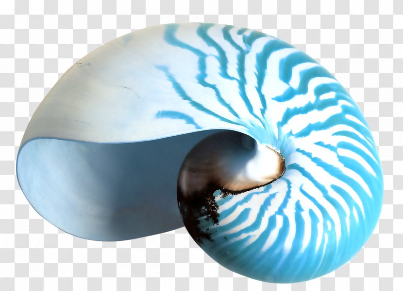 Nautilidae Seashell Desktop Wallpaper Conchology Clip Art - Invertebrate - Violet Transparent PNG