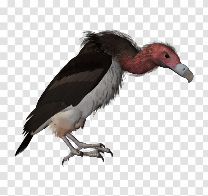 Picsart Background - Condor - Bird Of Prey Wildlife Transparent PNG