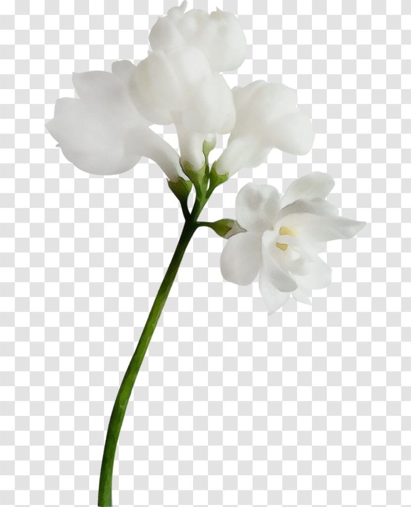Moth Orchids Cut Flowers Plant Stem Branch - Herbaceous Transparent PNG