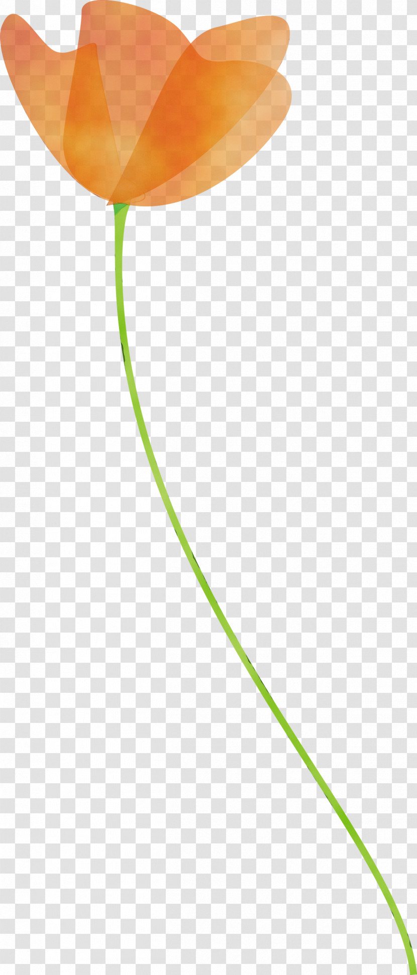 Tulip Plant Flower Plant Stem Pedicel Transparent PNG