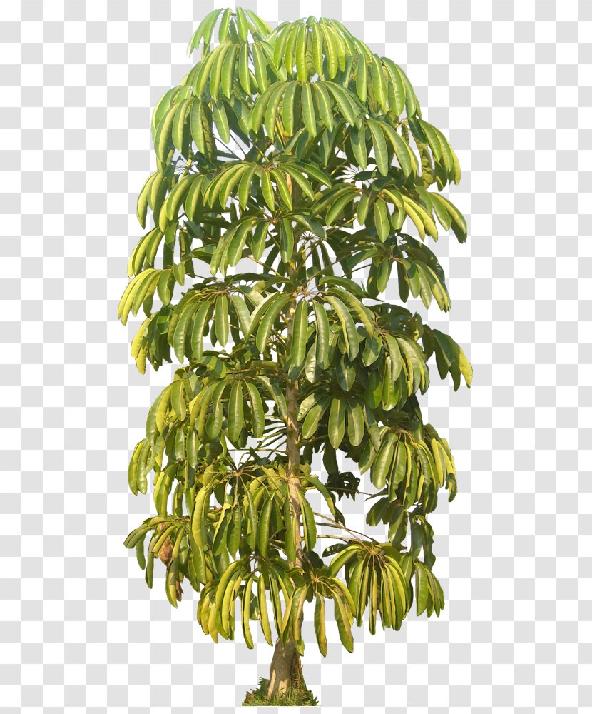 Houseplant Tree Schefflera Actinophylla Euphorbia Lactea - Tropics - Tropical Plant Transparent PNG
