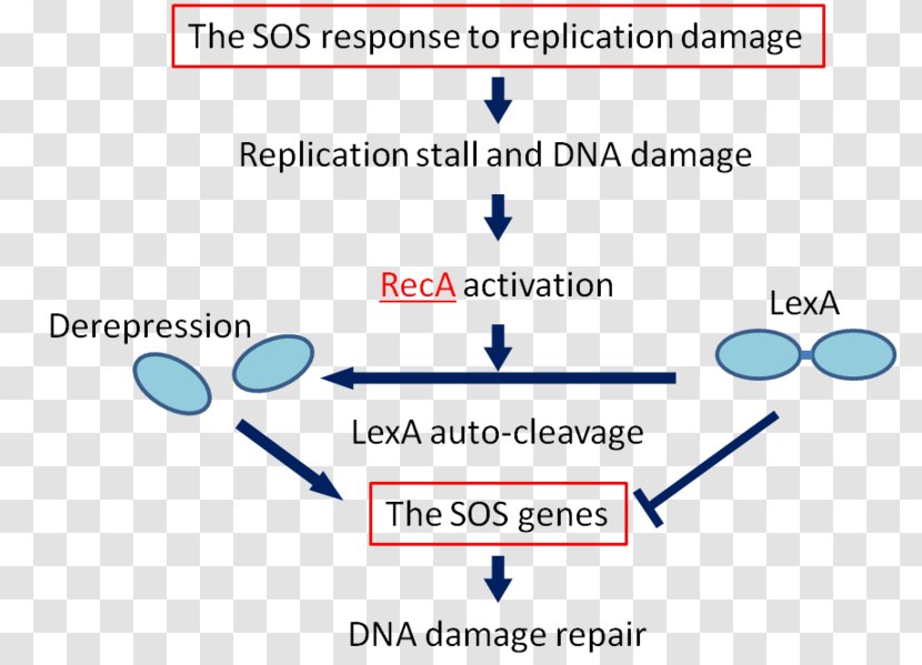 SOS Response DNA Repair RecA Biology E. Coli - Reca - Genetic Recombination Transparent PNG