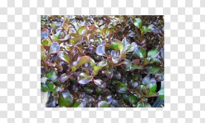 Groundcover Branching - Rose Myrtle Transparent PNG