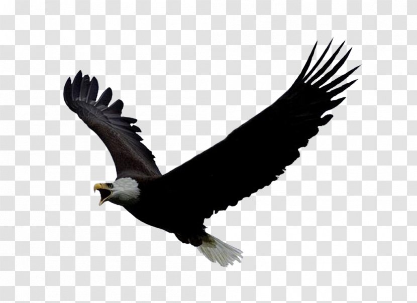 Bald Eagle National Repository Bird Clip Art - Wildlife - Image, Free Download Transparent PNG
