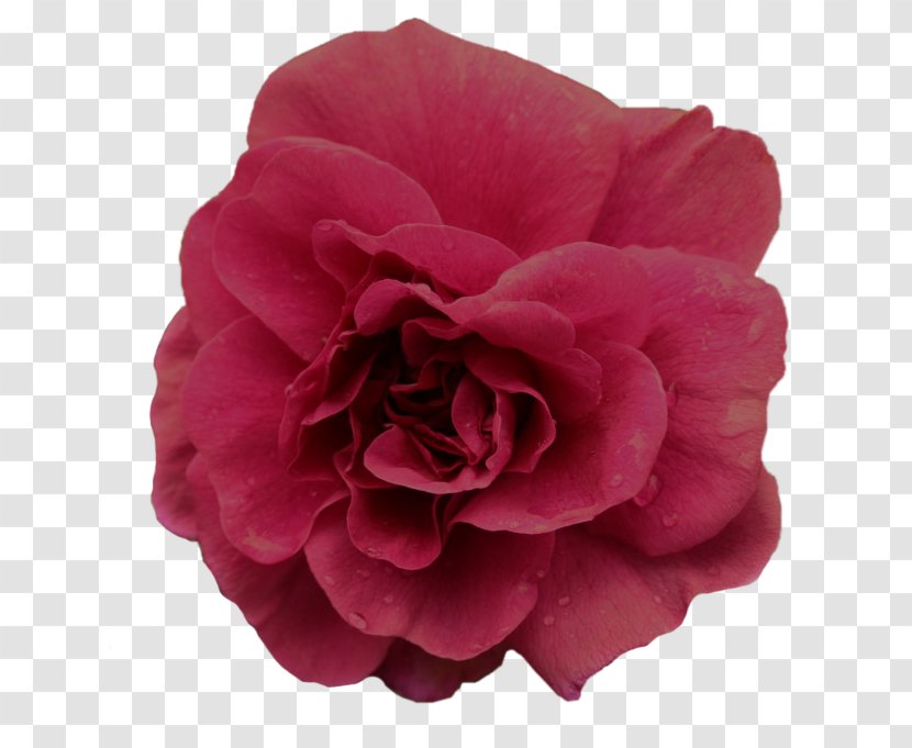Flower Garden Roses Clip Art - Florales Motiv - Decorative Floral Label Image Transparent PNG
