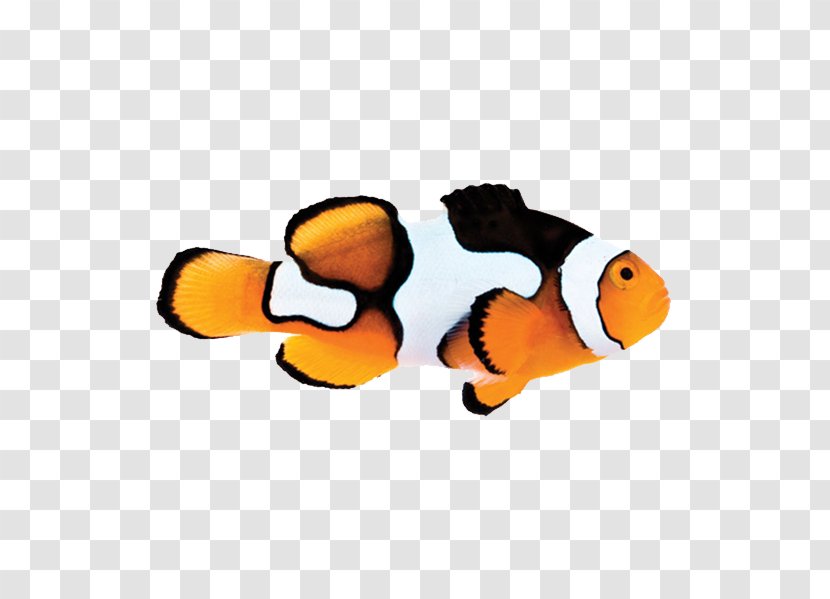 Orange Clownfish Picasso Aquarium Ocellaris - Coral Reef Transparent PNG