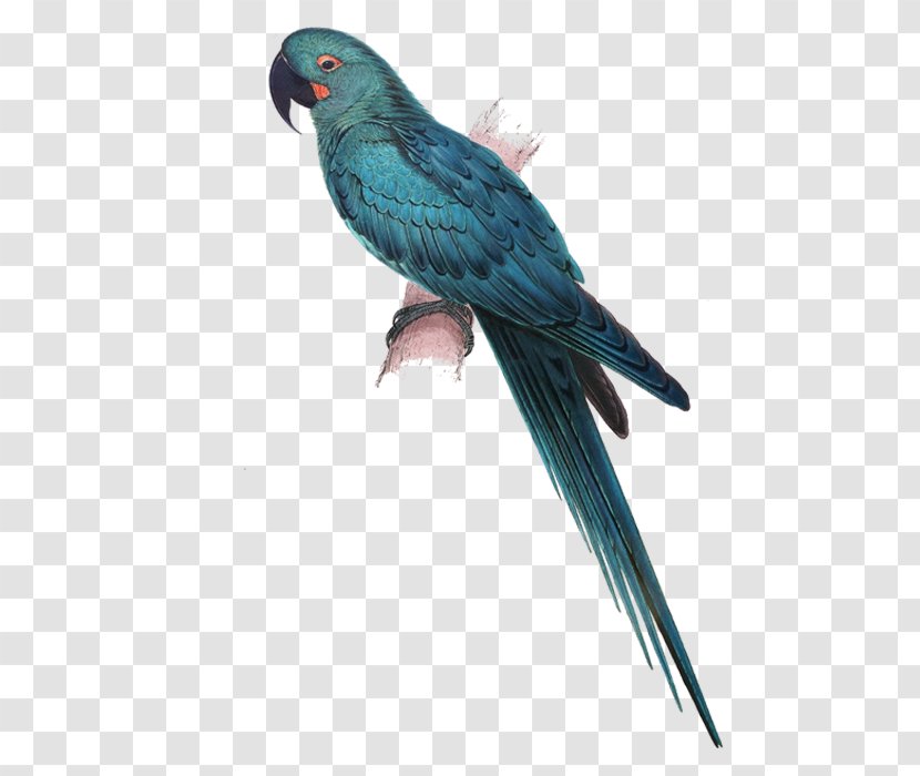 Illustrations Of The Family Psittacidae, Or Parrots Lears Macaw Hyacinth Glaucous - Lovebird - Blue Parrot Transparent PNG