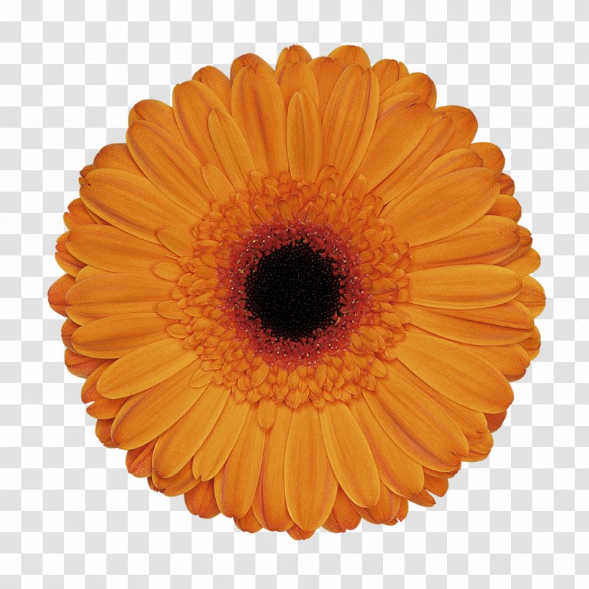 Transvaal Daisy Cut Flowers Party Floristry - Costume Transparent PNG