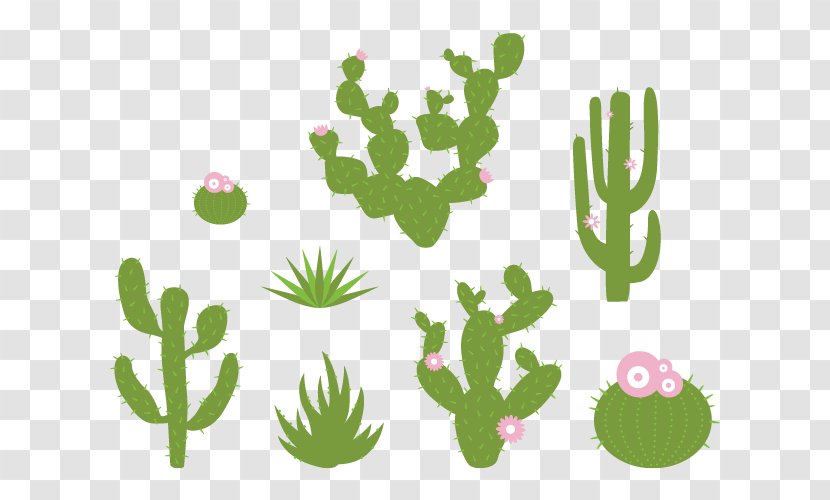 Cactaceae Wall Decal Sticker Plant - Succulent - Desert Plants Transparent PNG