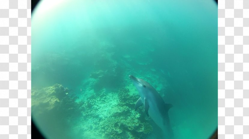 Underwater Marine Biology Organism - Water Transparent PNG