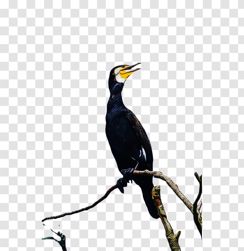 Hornbill Coraciiformes Beak Transparent PNG