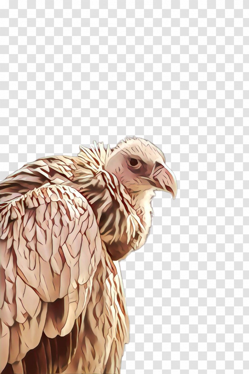 Feather - Eagle Transparent PNG