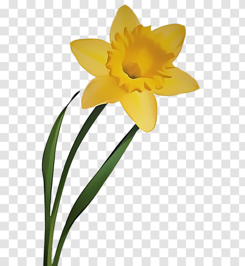 Flower Flowering Plant Yellow Petal Narcissus - Pedicel - Cut Flowers Transparent PNG