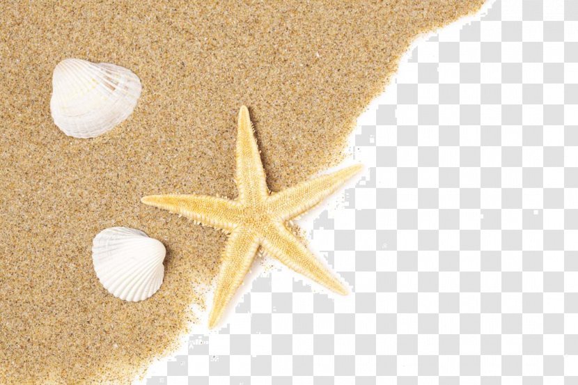 Beach Of La Concha Starfish Seashell Sand - Invertebrate Transparent PNG