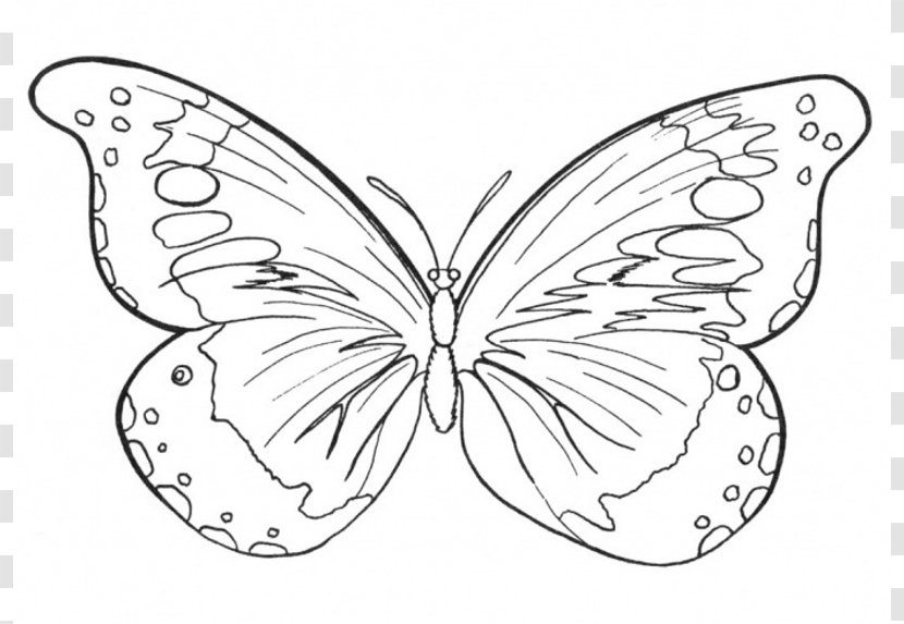 Butterfly Coloring Book Drawing Clip Art - Organism - Outlines Of Butterflies Transparent PNG