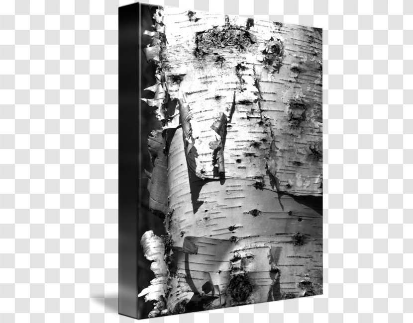 Trunk Wood Douchegordijn Photography - Plant - Birch Bark Transparent PNG