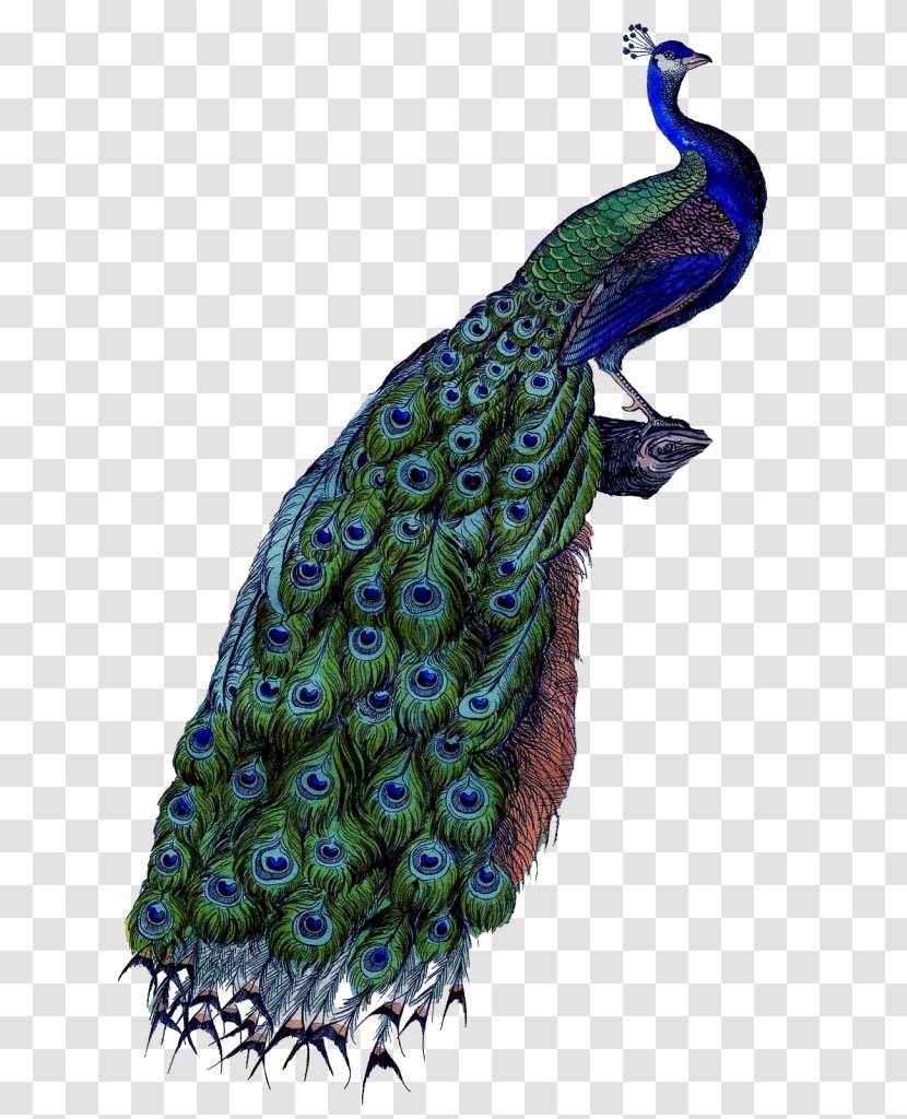 Pavo Coton De Tulear Clip Art - Asiatic Peafowl - Feather Transparent PNG