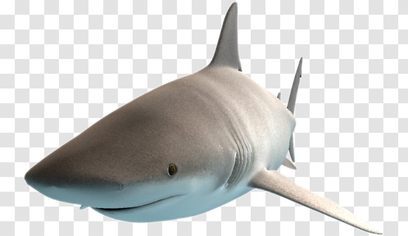 Great White Shark Requiem Sharks Bull Cage Diving Lamniformes - Carcharhinus Amblyrhynchos - Fauna Transparent PNG