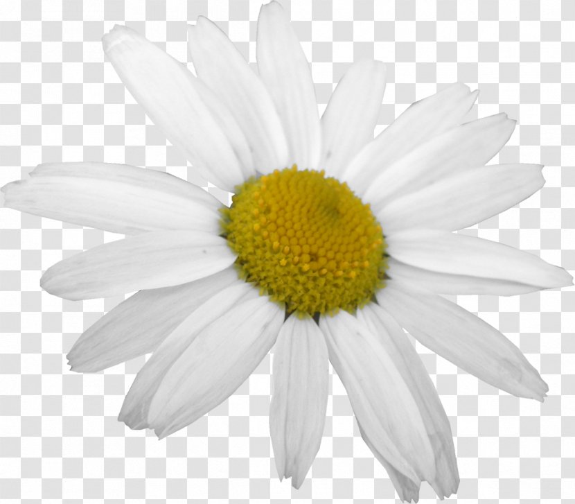 Cut Flowers Oxeye Daisy White Common - Stock Photography - Flower Transparent PNG