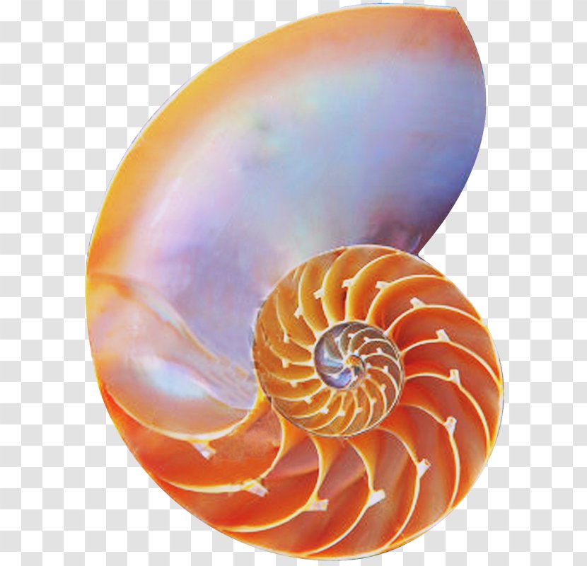 Chambered Nautilus Golden Ratio Seashell Spiral Transparent PNG