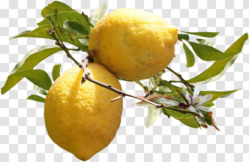 Lemon Auglis Clip Art - Citric Acid - Lemons Grow On Trees Transparent PNG