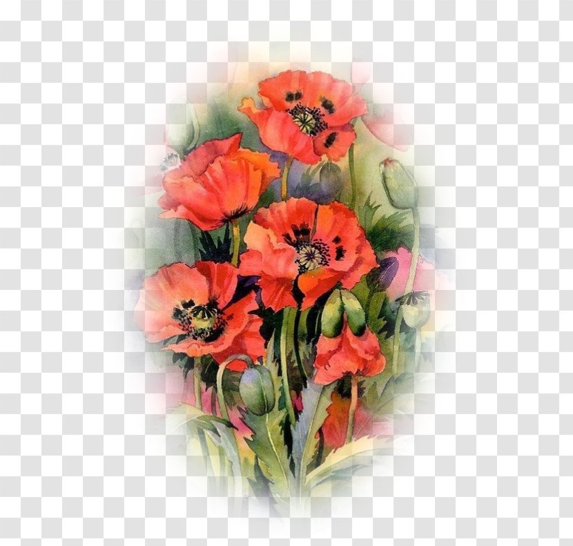 Oriental Poppies Watercolor Painting Common Poppy - Annual Plant Transparent PNG