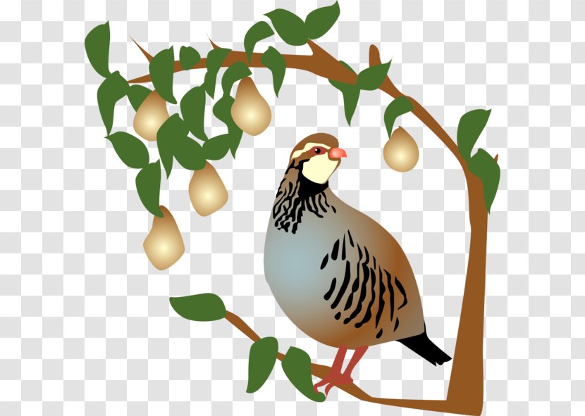 Partridge The Twelve Days Of Christmas Pear Clip Art - Quail Transparent PNG