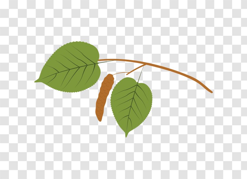 Autumn Leaf Color Sweetgum Tree Plant Stem - Paper Birch Transparent PNG