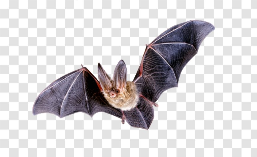 Bat Clip Art - Old World Fruit Bats Transparent PNG