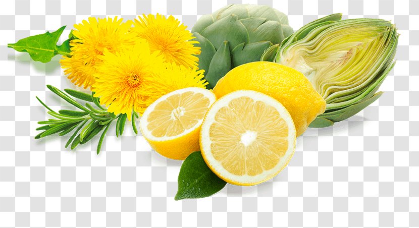 Lemon Oxidative Stress Food Free-radical Theory Of Aging Vegetarian Cuisine - Stay Fit Transparent PNG