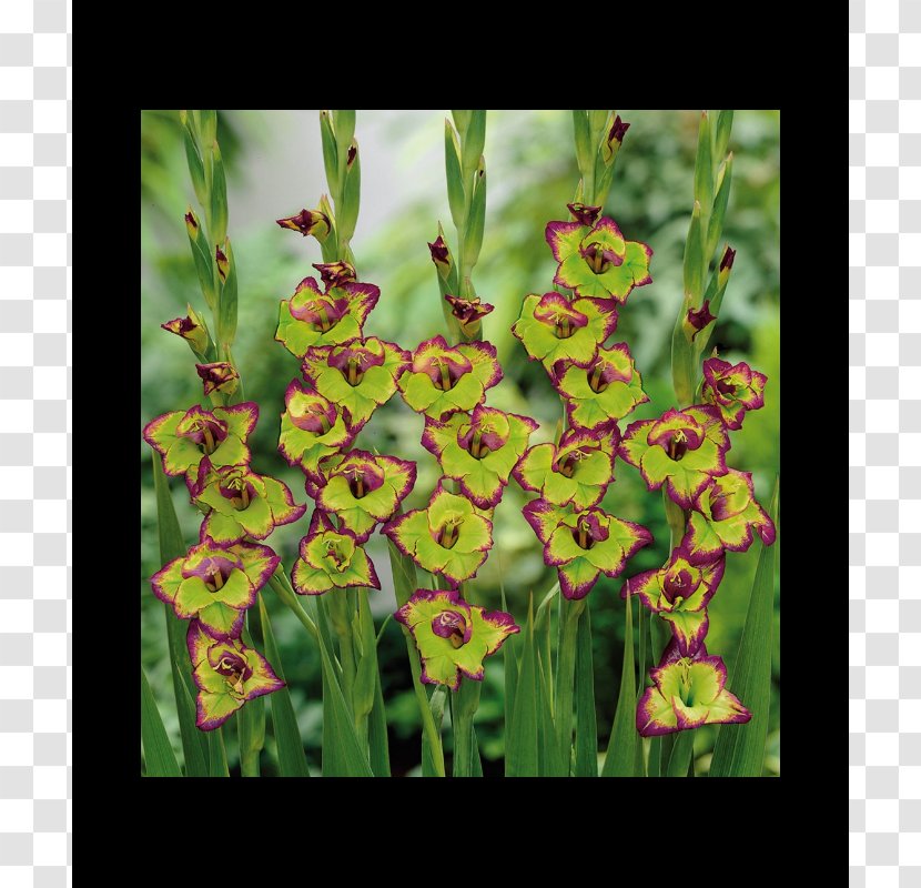 Gladiolus Growing Gladioli Green Yellow Bulb - Lilium Transparent PNG