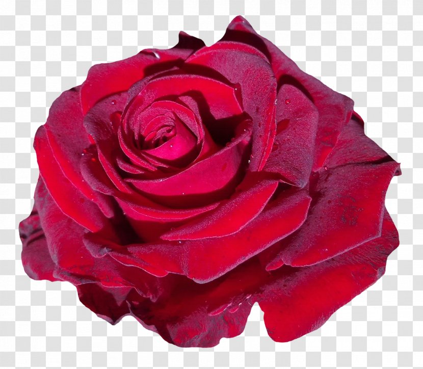 Garden Roses Beach Rose Clip Art - Blume - Woman ROSE Transparent PNG