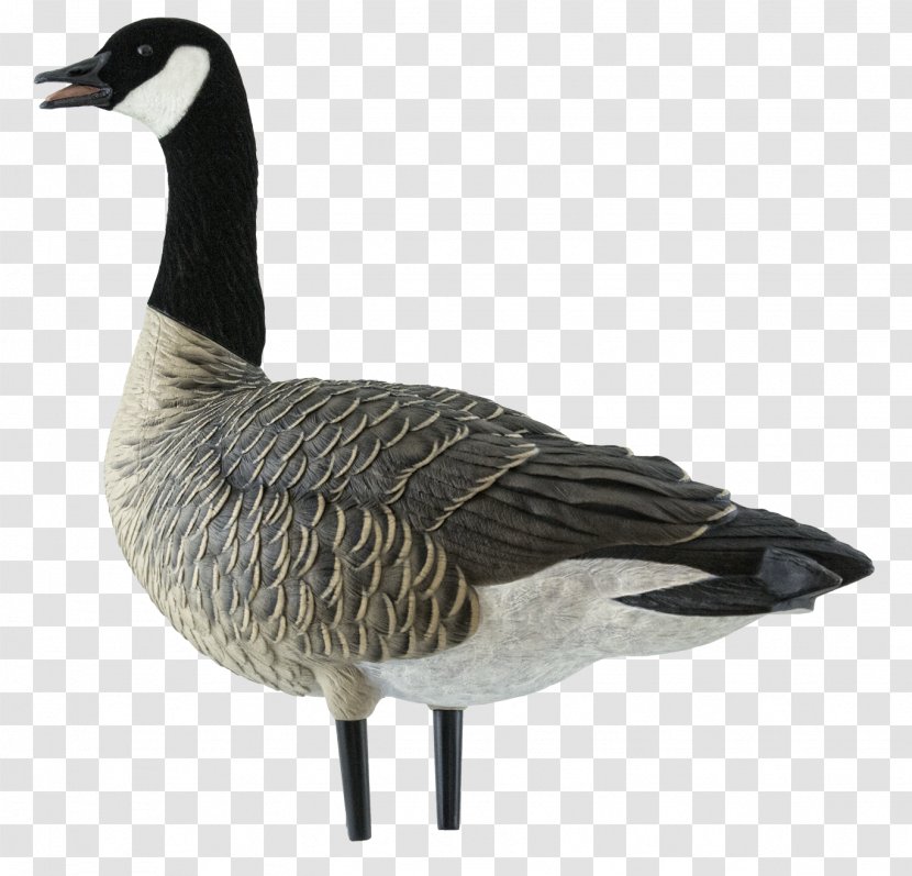 Canada Goose Mallard Decoy - Beak Transparent PNG