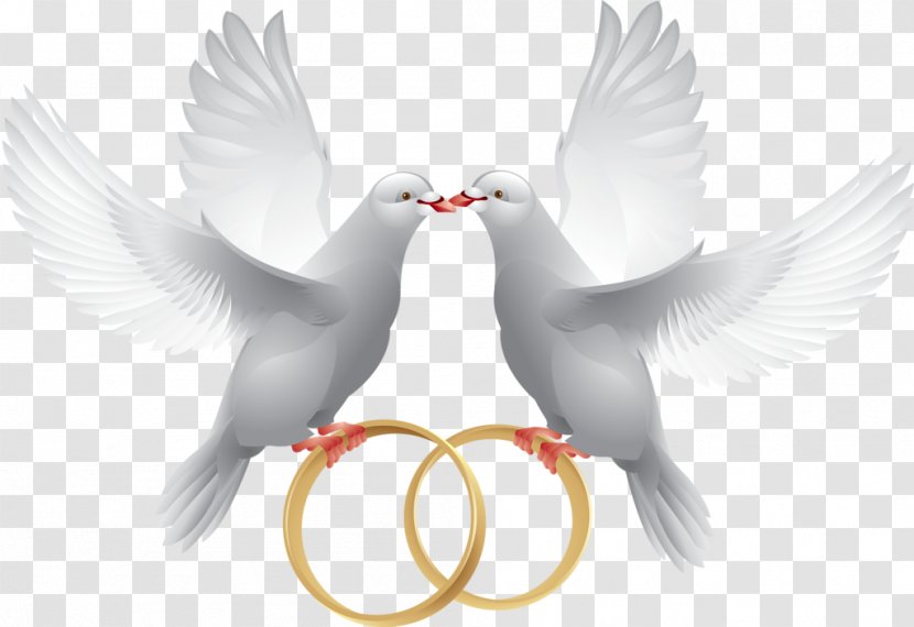 Columbidae Wedding Ring Clip Art - Bird Invite Transparent PNG