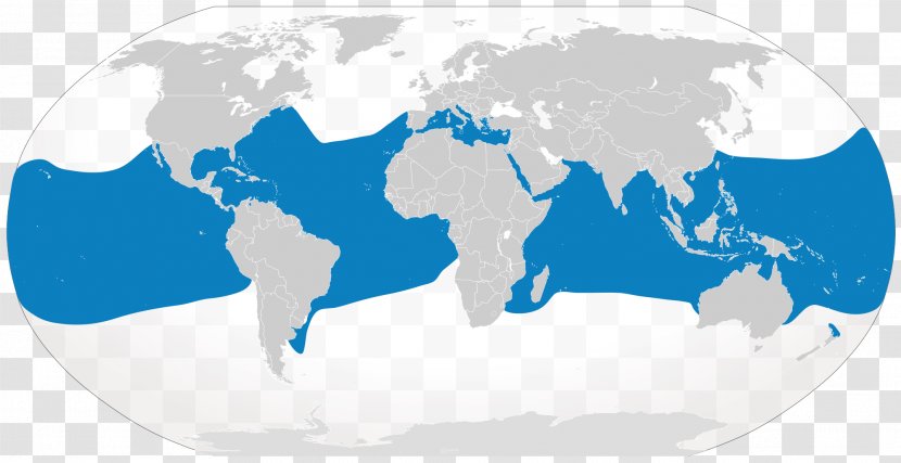 World Map Globe Vector Graphics - Water - Oceanic Whitetip Shark Teeth Transparent PNG