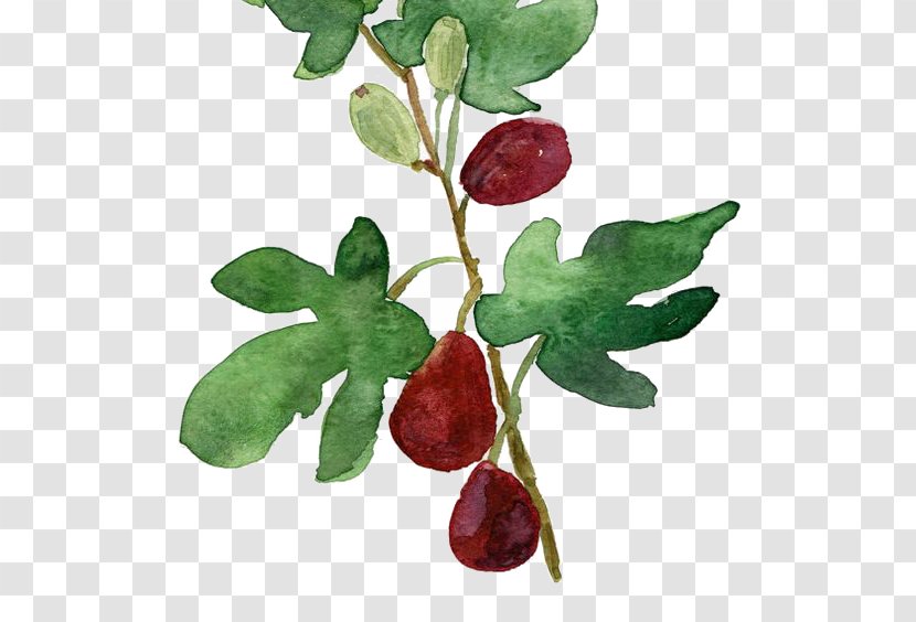 Watercolor Painting Common Fig Botanical Illustration Printmaking - Food - Dates Transparent PNG