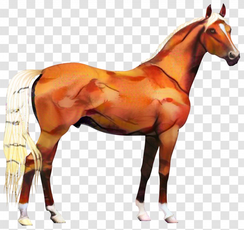 Vector Graphics Clip Art Appaloosa Illustration Stallion - Mammal - Royaltyfree Transparent PNG