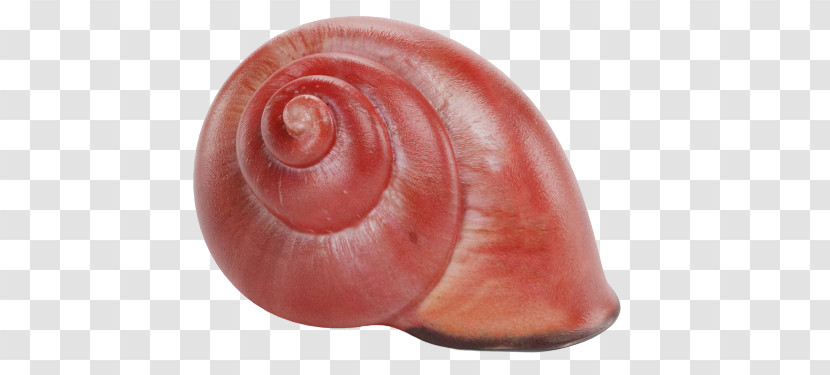 Snails And Slugs Sea Snail Snail Spiral Transparent PNG