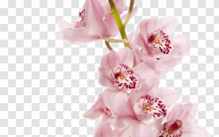 Dendrobium Orchids John Friedman Flowers LC Moth - Branch - Flower Transparent PNG