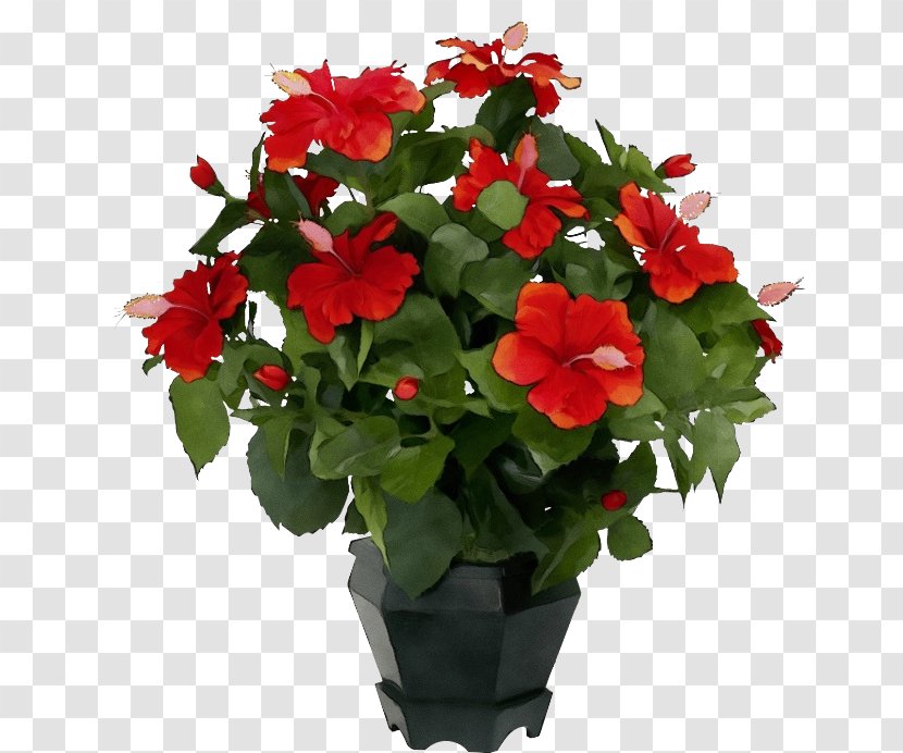 Flower Flowering Plant Red Petal - Annual - Busy Lizzie Transparent PNG