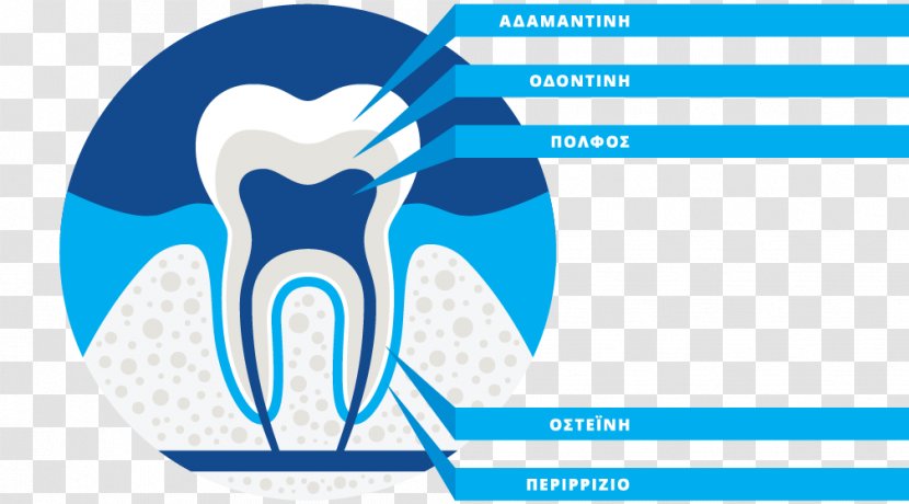 SARRIS ELEFTHERIOS - Tree - DentistPatras Anatomy Brand DentistryStereoscopic Of Teeth Transparent PNG