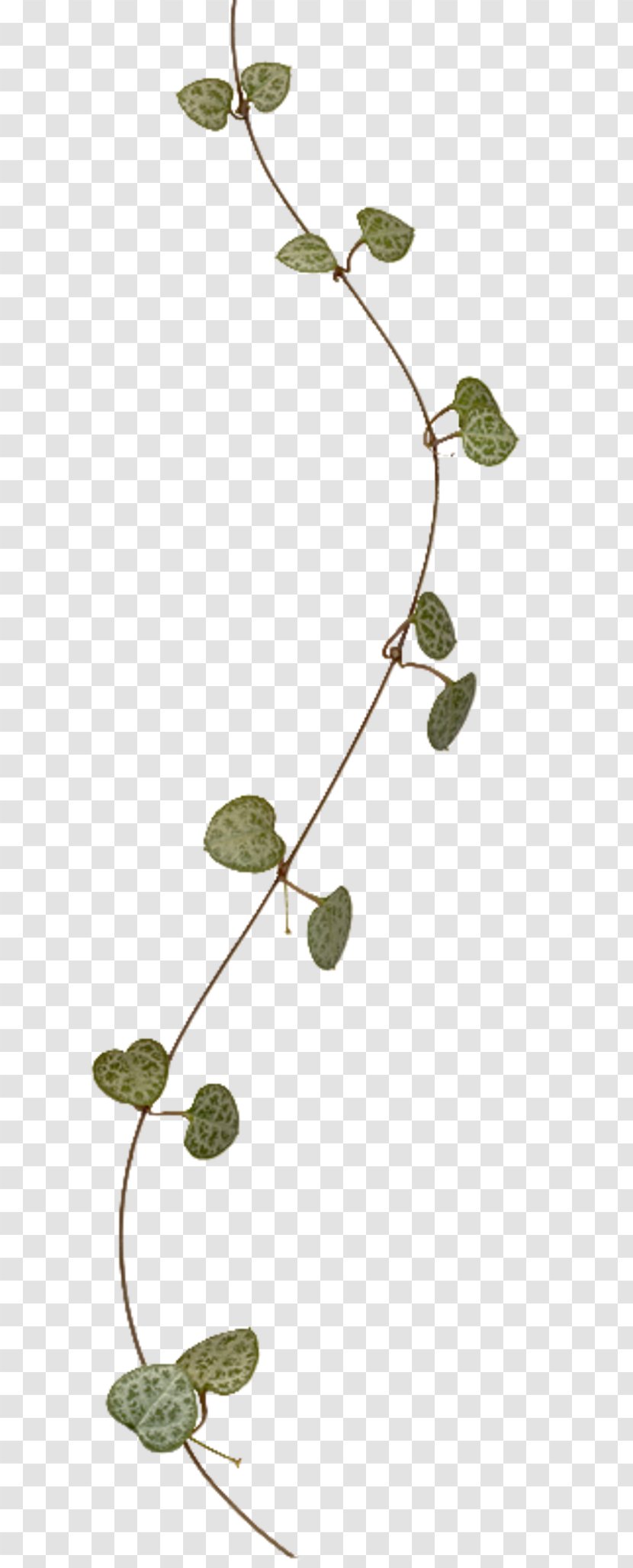 Twig Leaf Vine Plant Stem - Software Framework Transparent PNG
