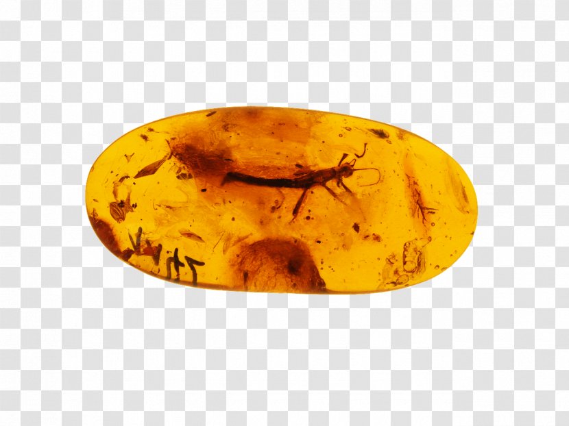 Baltic Sea Amber 20 Clues Crystal Healing - Fossil - Brew Transparent PNG